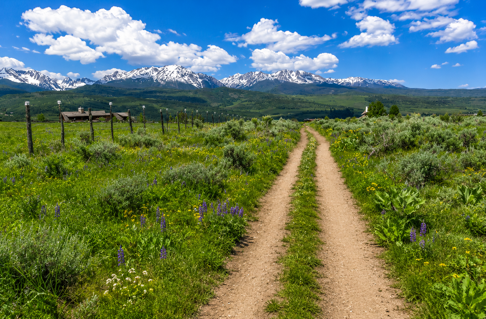 Silverthorne, CO The Best Wildflower Hike: Acorn Creek Trail
